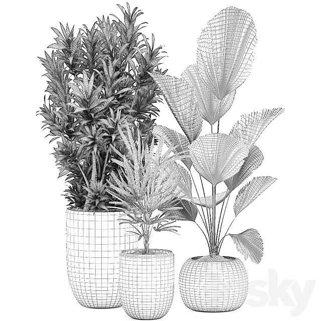 Collection of plants in luxury pots with Dracaena. Licuala. palm. rapis. luxury decor. Set 531 3DSMax File - thumbnail 5