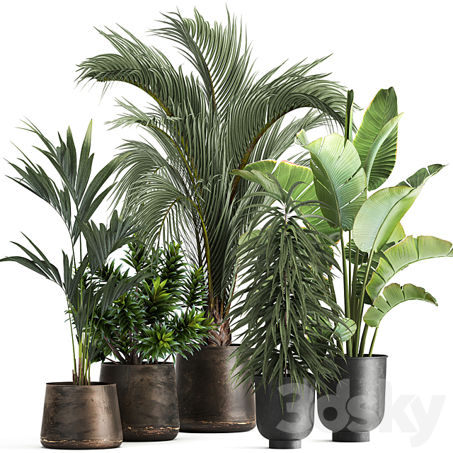 Collection of plants in metal and rusty pots with palm strelitzia hovea ficus ali banana dracaena. 1110 3ds Max - thumbnail 1