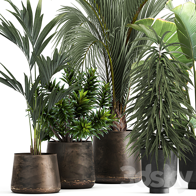 Collection of plants in metal and rusty pots with palm strelitzia hovea ficus ali banana dracaena. 1110 3ds Max - thumbnail 2