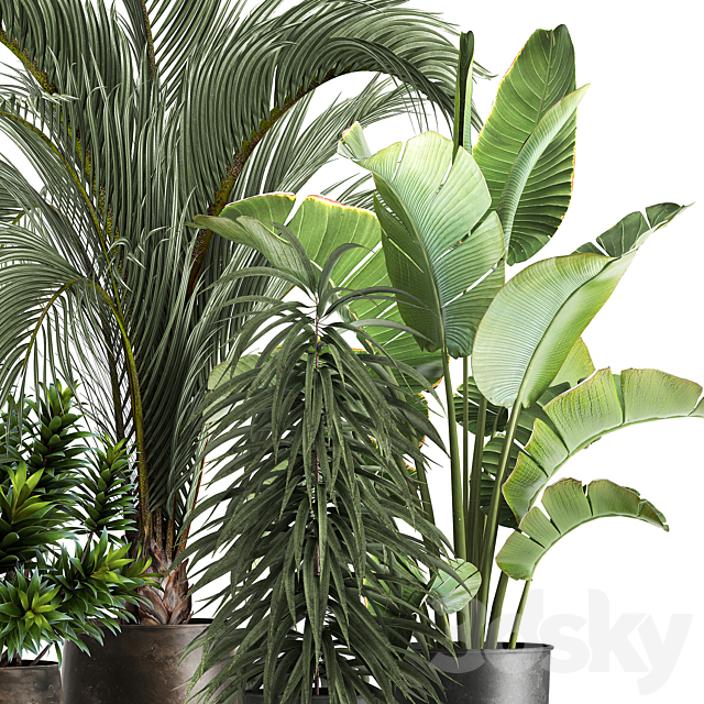 Collection of plants in metal and rusty pots with palm strelitzia hovea ficus ali banana dracaena. 1110 3ds Max - thumbnail 3