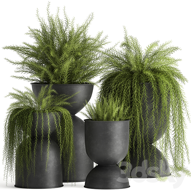 Collection of plants in metal black pots with Asparagus flower. hanging plants. Set 945. 3DSMax File - thumbnail 1