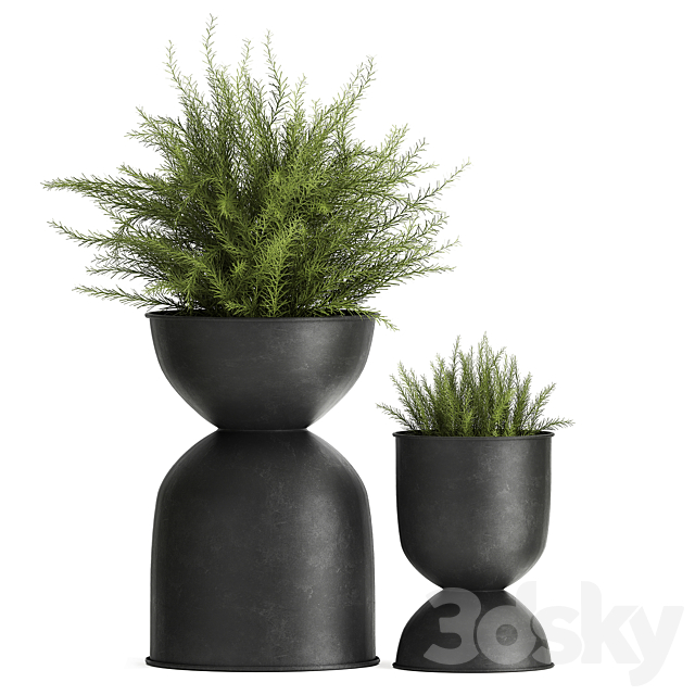 Collection of plants in metal black pots with Asparagus flower. hanging plants. Set 945. 3DSMax File - thumbnail 2