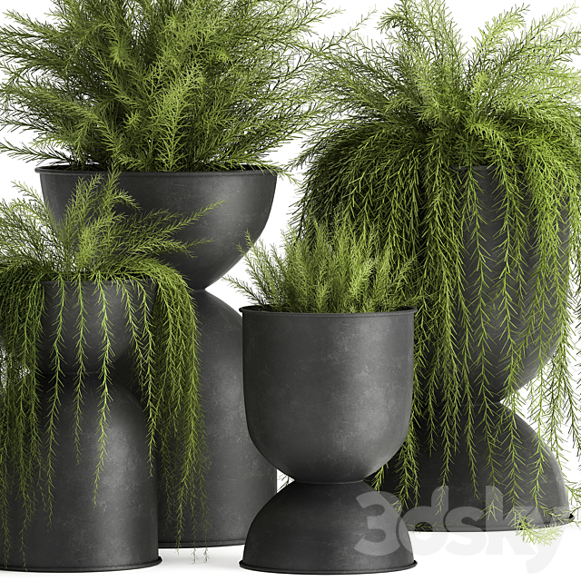 Collection of plants in metal black pots with Asparagus flower. hanging plants. Set 945. 3DSMax File - thumbnail 3