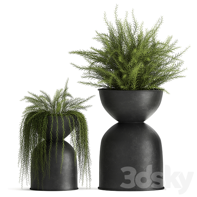 Collection of plants in metal black pots with Asparagus flower. hanging plants. Set 945. 3DSMax File - thumbnail 4