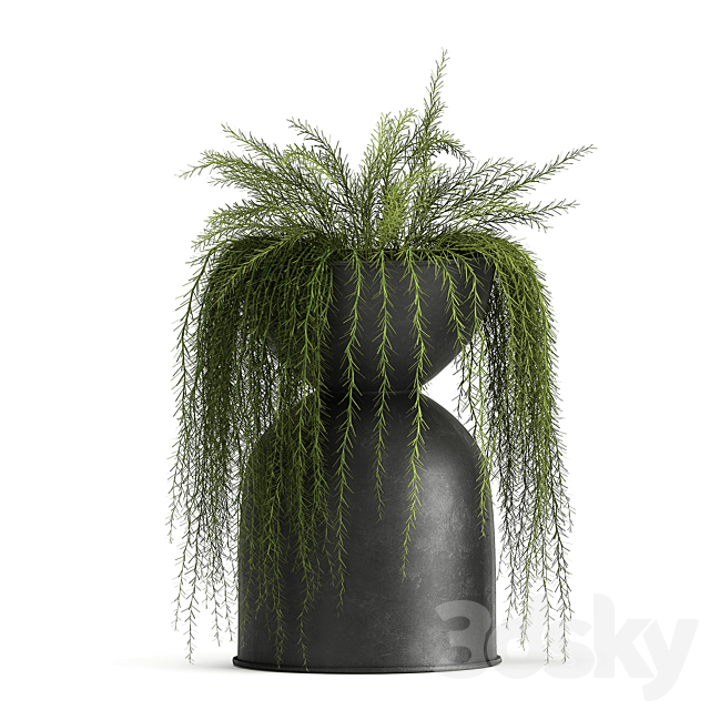 Collection of plants in metal black pots with Asparagus flower. hanging plants. Set 945. 3DSMax File - thumbnail 5