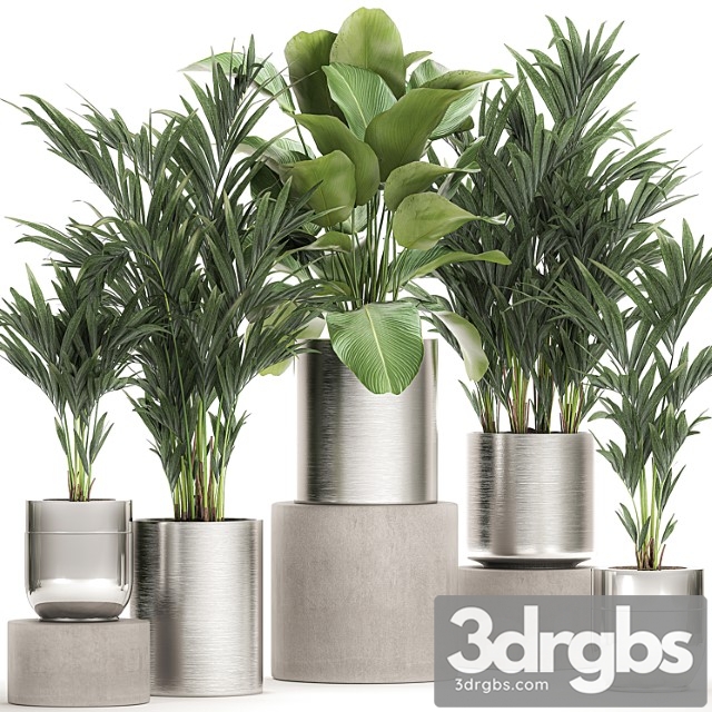 Collection of plants in metal chrome pots with kalatea lutea, lush palm trees, hovea, neanta. set 784. - thumbnail 1