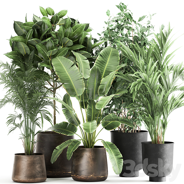 Collection of plants in metal pots and vases Strelitzia Ravenala Banana palm hovea ficus tree Set 978. 3DS Max - thumbnail 1