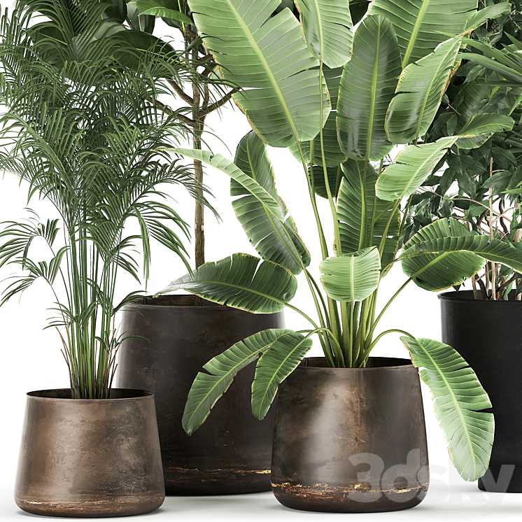 Collection of plants in metal pots and vases Strelitzia Ravenala Banana palm hovea ficus tree Set 978. 3DS Max - thumbnail 2