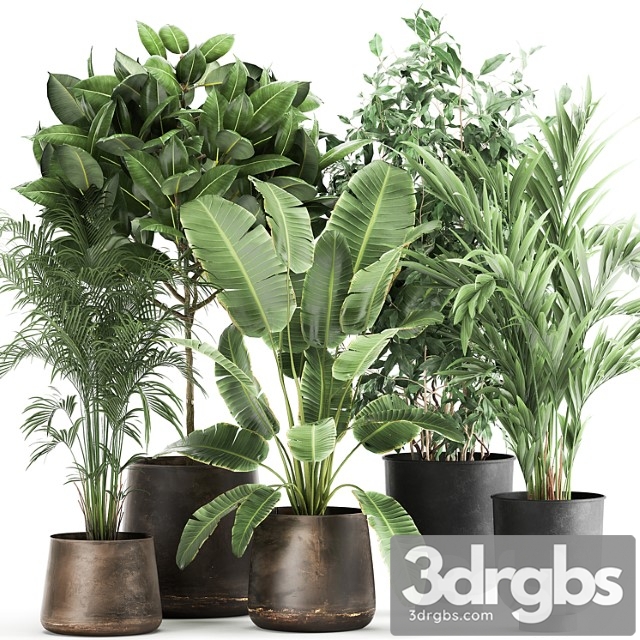 Collection of plants in metal pots and vases strelitzia, ravenala, banana palm, hovea, ficus, tree set 978. - thumbnail 1