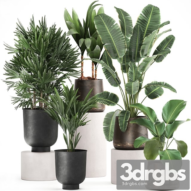 Collection of plants in metal pots and vases strelitzia, ravenala, banana palm, howea, raphis. set 981. - thumbnail 1