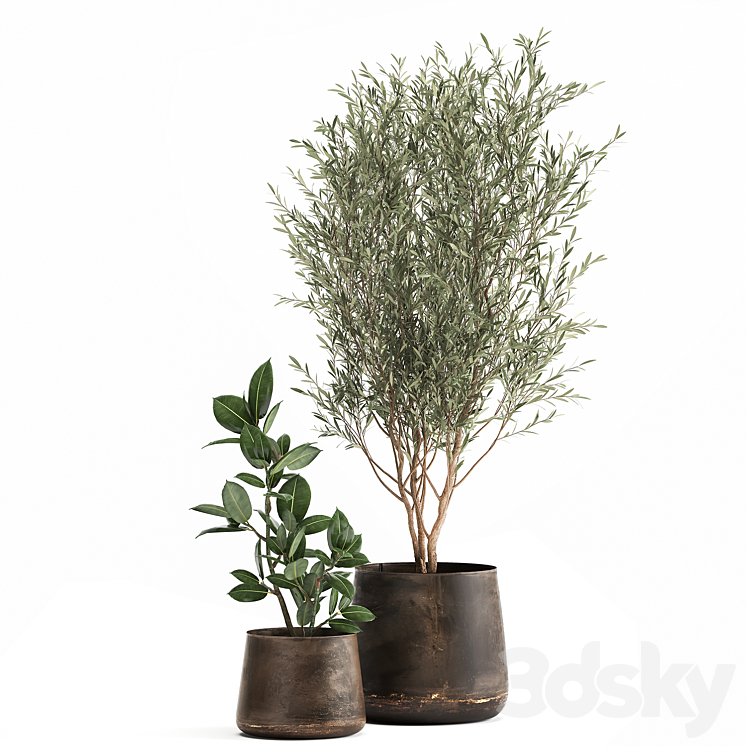 Collection of plants in metal pots with a small olive tree rubber-bearing ficus elastic ficus. Set 917. 3DS Max Model - thumbnail 1