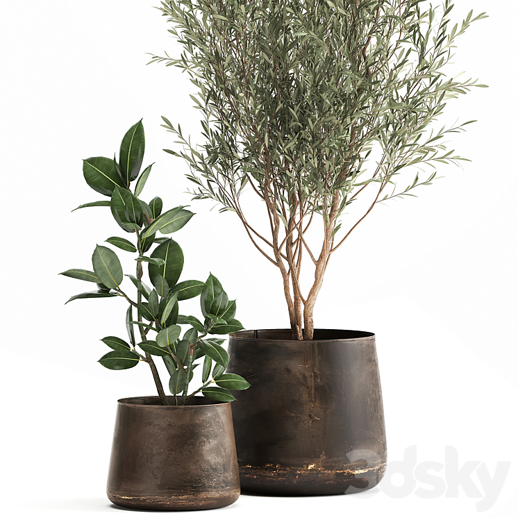 Collection of plants in metal pots with a small olive tree rubber-bearing ficus elastic ficus. Set 917. 3DS Max Model - thumbnail 2