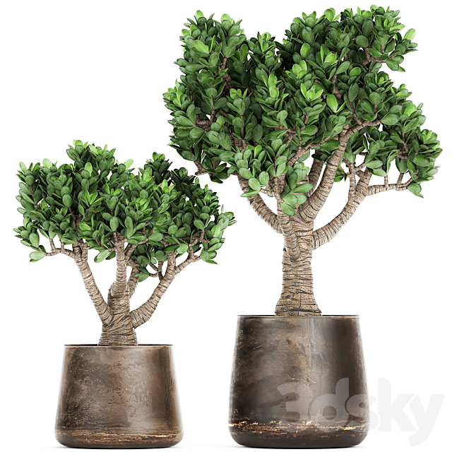 Collection of plants in metal pots with flower Crassula. Set 930. 3DSMax File - thumbnail 1