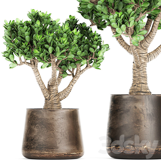 Collection of plants in metal pots with flower Crassula. Set 930. 3DSMax File - thumbnail 2