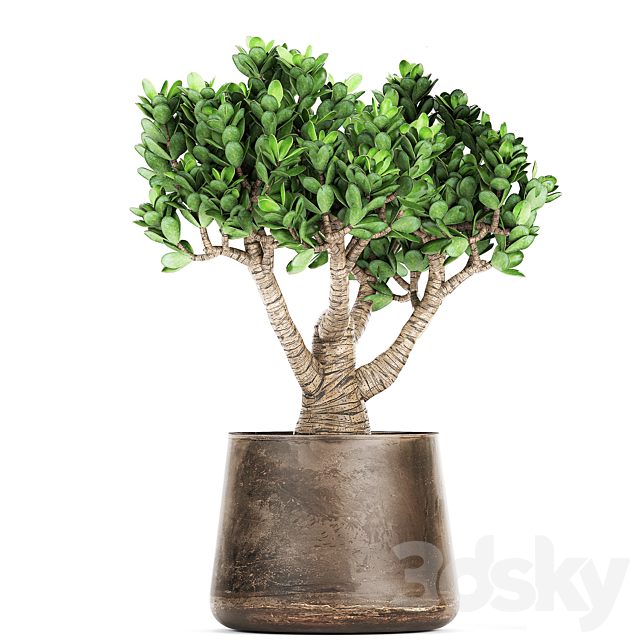 Collection of plants in metal pots with flower Crassula. Set 930. 3DSMax File - thumbnail 6