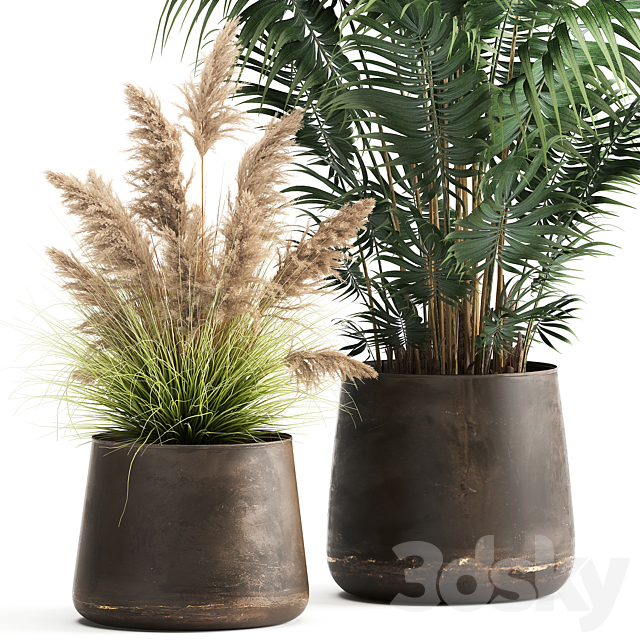 Collection of plants in metal pots with Pampas grass Cortaderia palm Howea. Set 973. 3DS Max Model - thumbnail 2