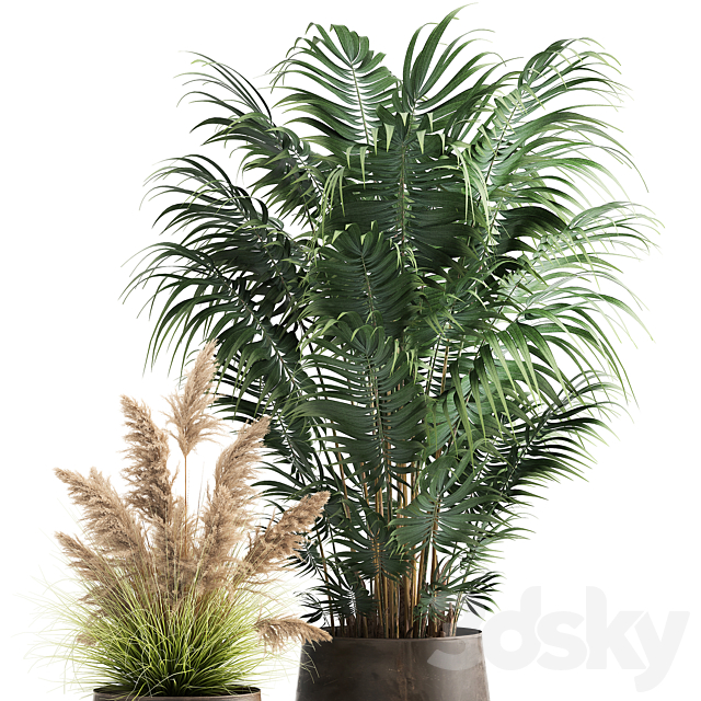 Collection of plants in metal pots with Pampas grass Cortaderia palm Howea. Set 973. 3DS Max Model - thumbnail 3