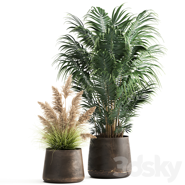 Collection of plants in metal pots with Pampas grass Cortaderia palm Howea. Set 973. 3DS Max Model - thumbnail 4