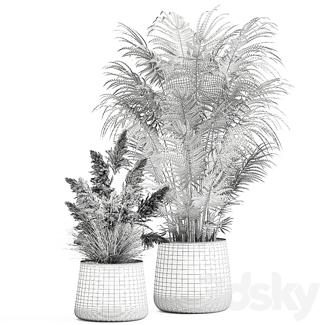 Collection of plants in metal pots with Pampas grass Cortaderia palm Howea. Set 973. 3DS Max Model - thumbnail 5