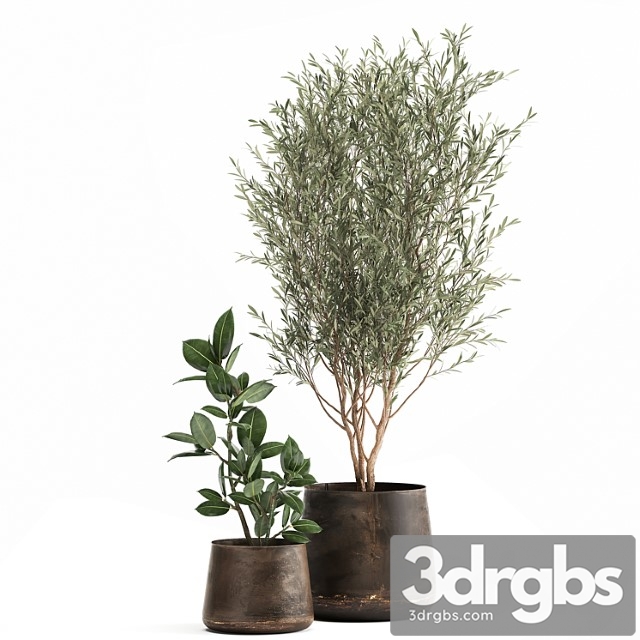 Collection of Plants In Metal Pots With Small Olive Tree Ficus Rubber Ficus Elastica Set 917 3dsmax Download - thumbnail 1