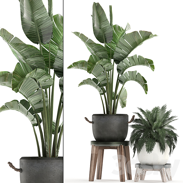 Collection of plants in modern black and white pots with a flower stand Banana palm. strelitzia. palm. Set 459. 3DSMax File - thumbnail 1