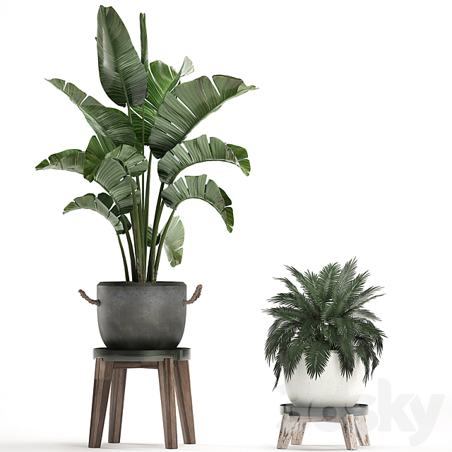 Collection of plants in modern black and white pots with a flower stand Banana palm. strelitzia. palm. Set 459. 3DSMax File - thumbnail 2