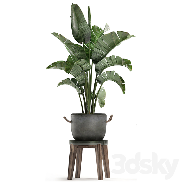 Collection of plants in modern black and white pots with a flower stand Banana palm. strelitzia. palm. Set 459. 3DSMax File - thumbnail 3