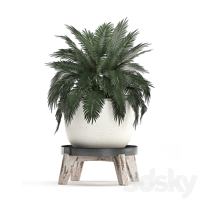 Collection of plants in modern black and white pots with a flower stand Banana palm. strelitzia. palm. Set 459. 3DSMax File - thumbnail 4