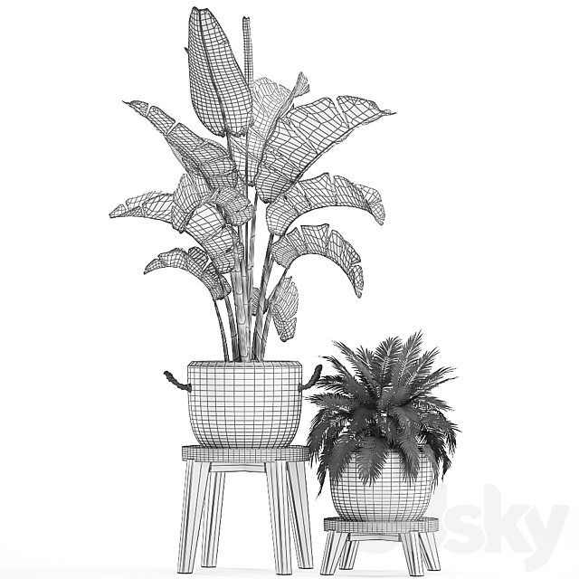 Collection of plants in modern black and white pots with a flower stand Banana palm. strelitzia. palm. Set 459. 3DSMax File - thumbnail 5