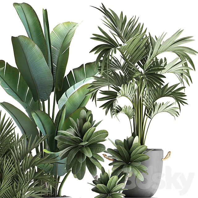 Collection of plants in modern concrete outdoor pots with Banana strelitzia palm hovea plumeria. Set 402. 3DS Max Model - thumbnail 2