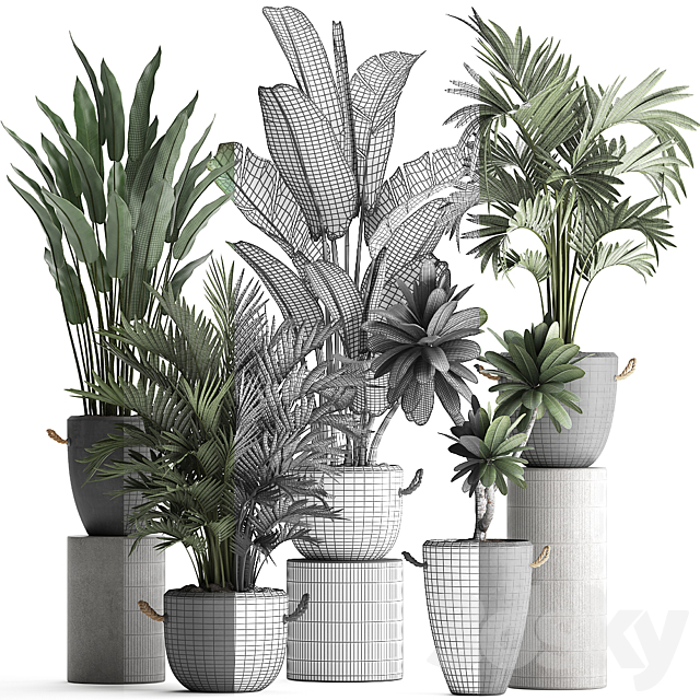 Collection of plants in modern concrete outdoor pots with Banana strelitzia palm hovea plumeria. Set 402. 3DS Max Model - thumbnail 3