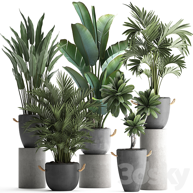 Collection of plants in modern concrete outdoor pots with Banana strelitzia palm hovea plumeria. Set 402. 3dsMax Model - thumbnail 1