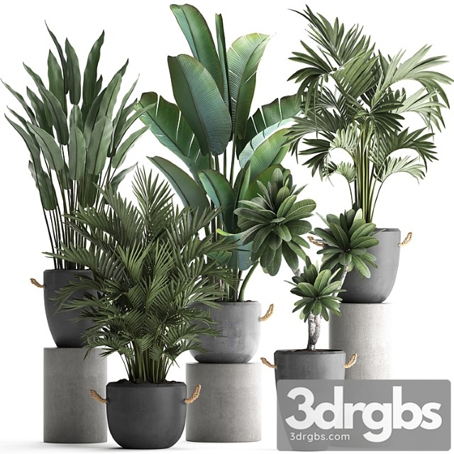 Collection of plants in modern concrete outdoor pots with banana, strelitzia, palm, hovea, plumeria. set 402. - thumbnail 1