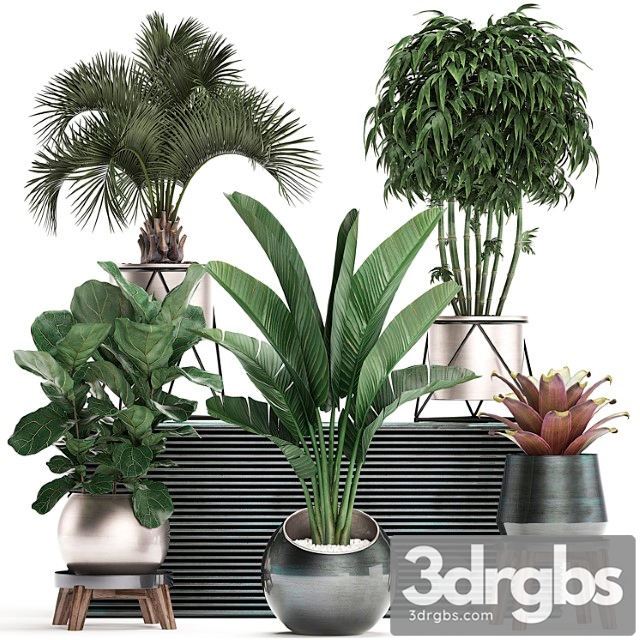 Collection of plants in modern luxury pots with banana palm, ficus lirata, rapeseed, banana, bamboo, luxury. set 463. - thumbnail 1