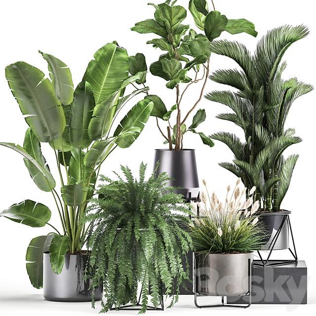 Collection of plants in modern luxury pots with Ficus Lirata. fern. palm. top. Ravenala. Strelitzia. Set 996. 3DSMax File - thumbnail 1