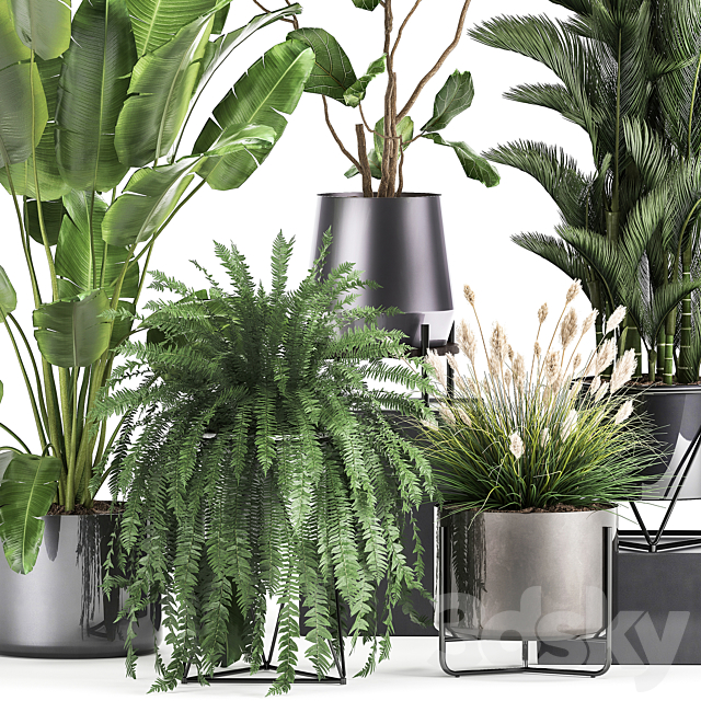 Collection of plants in modern luxury pots with Ficus Lirata. fern. palm. top. Ravenala. Strelitzia. Set 996. 3DSMax File - thumbnail 2