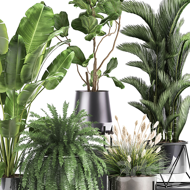 Collection of plants in modern luxury pots with Ficus Lirata. fern. palm. top. Ravenala. Strelitzia. Set 996. 3DSMax File - thumbnail 3