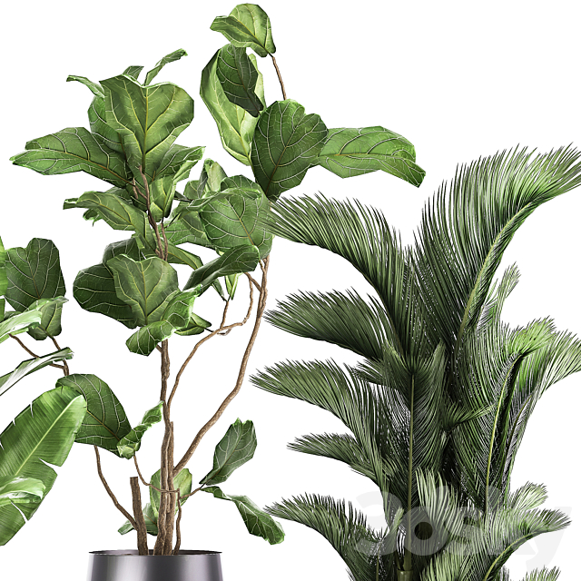 Collection of plants in modern luxury pots with Ficus Lirata. fern. palm. top. Ravenala. Strelitzia. Set 996. 3DSMax File - thumbnail 4