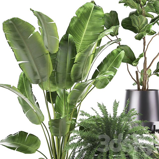 Collection of plants in modern luxury pots with Ficus Lirata. fern. palm. top. Ravenala. Strelitzia. Set 996. 3DSMax File - thumbnail 5