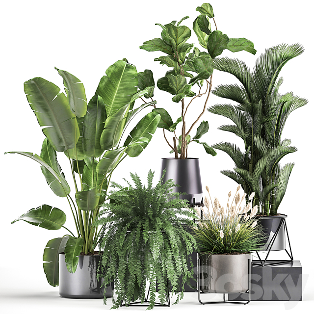 Collection of plants in modern luxury pots with Ficus Lirata. fern. palm. top. Ravenala. Strelitzia. Set 996. 3DSMax File - thumbnail 6