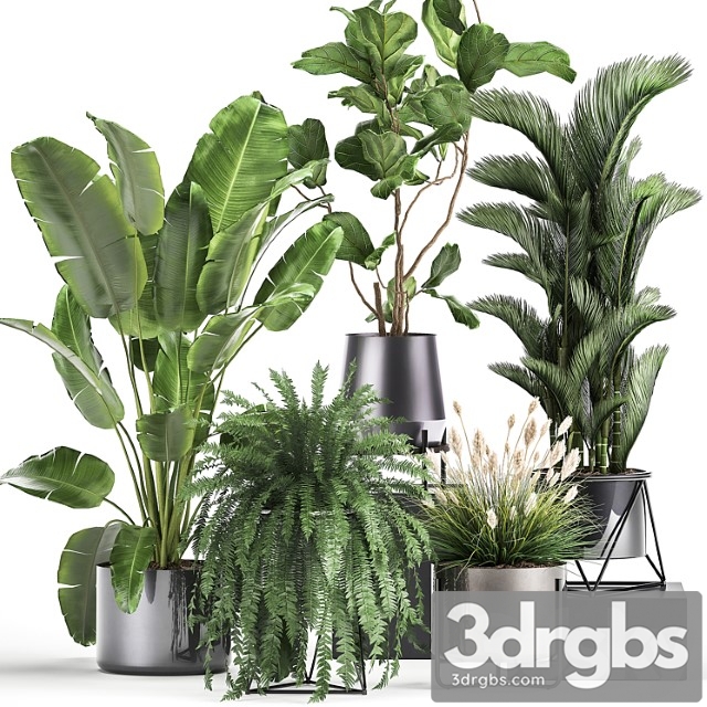 Collection of plants in modern luxury pots with ficus lirata, fern, palm, top, ravenala, strelitzia. set 996. - thumbnail 1