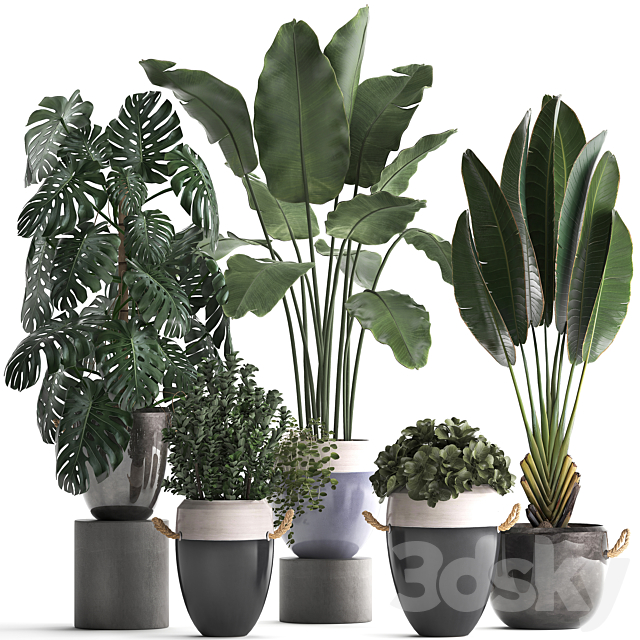 Collection of plants in modern outdoor pots with Banana palm. strelitzia. monstera. bush. Set 396. 3DSMax File - thumbnail 1