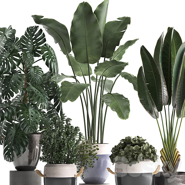 Collection of plants in modern outdoor pots with Banana palm. strelitzia. monstera. bush. Set 396. 3DSMax File - thumbnail 2