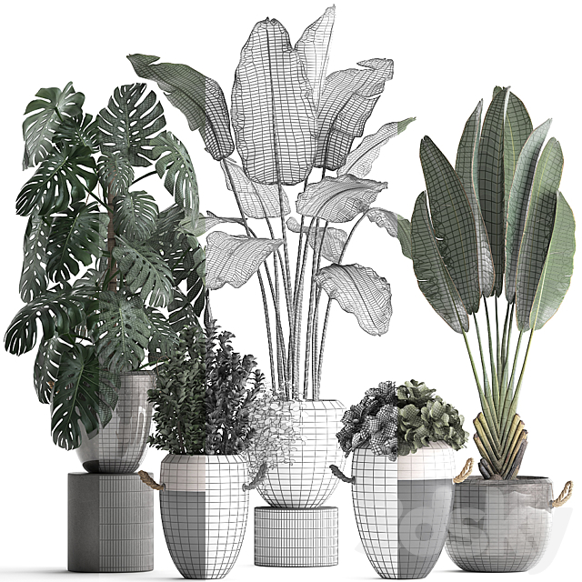 Collection of plants in modern outdoor pots with Banana palm. strelitzia. monstera. bush. Set 396. 3DSMax File - thumbnail 3