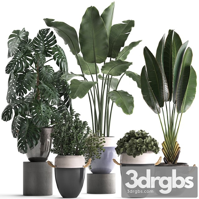 Collection of plants in modern outdoor pots with banana palm, strelitzia, monstera, bush. set 396. - thumbnail 1