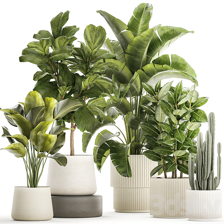 Collection of plants in modern white pots with ficus Lirata tree banana palm calathea lutea cactus Strelittia. Set 1359. 3DS Max Model - thumbnail 1
