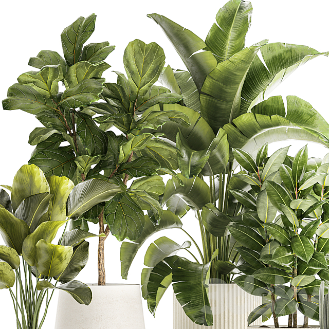 Collection of plants in modern white pots with ficus Lirata tree banana palm calathea lutea cactus Strelittia. Set 1359. 3DS Max Model - thumbnail 2