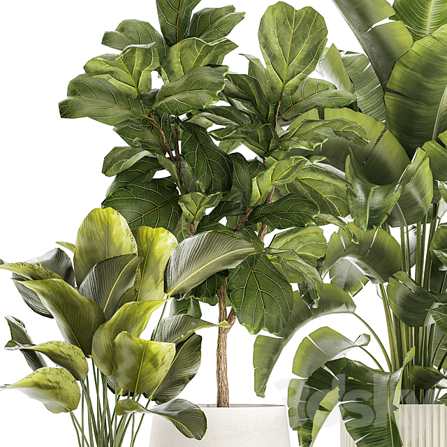 Collection of plants in modern white pots with ficus Lirata tree banana palm calathea lutea cactus Strelittia. Set 1359. 3DS Max Model - thumbnail 4