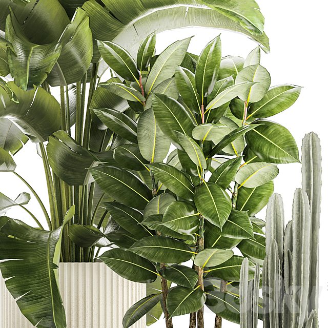 Collection of plants in modern white pots with ficus Lirata tree banana palm calathea lutea cactus Strelittia. Set 1359. 3DS Max Model - thumbnail 5