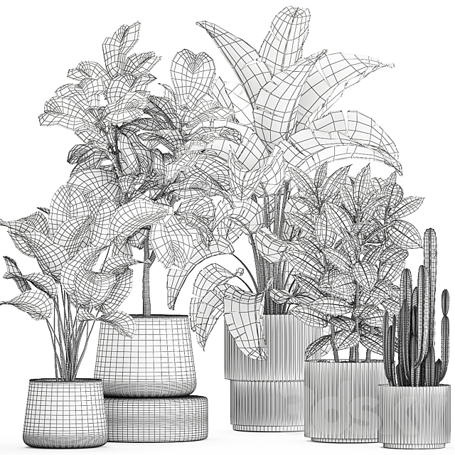 Collection of plants in modern white pots with ficus Lirata tree banana palm calathea lutea cactus Strelittia. Set 1359. 3DS Max Model - thumbnail 7